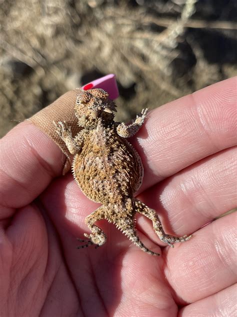 Desert Horned Lizard Skin