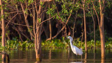 Wetlands | San Diego Zoo Animals & Plants