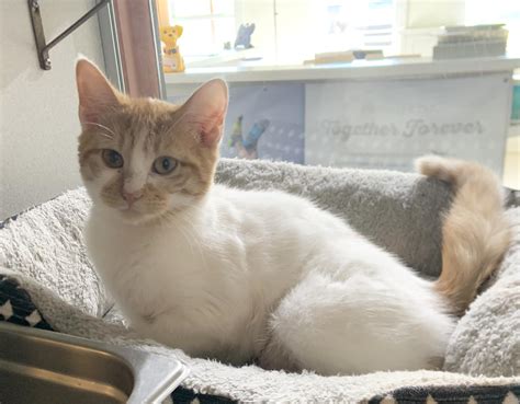 Massena Humane Society | Adopt Don't Shop