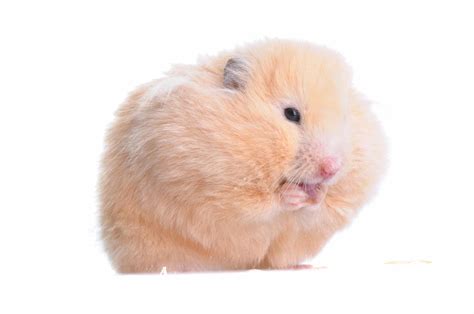 Can Hamsters Eat Blueberries? - 7 Health Benefits, 5 Risks & Useful Tips