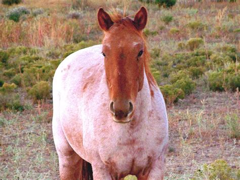Strawberry Roan Horses - The Equinest