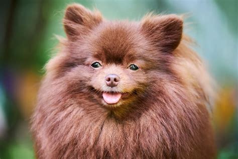 14 Small Brown Dog Breeds As Cute As Nuggets