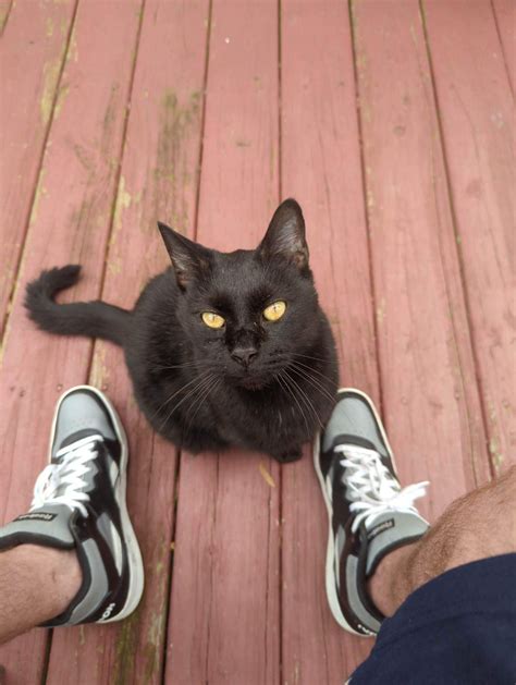 This big boy void showed up on our back deck two months ago. We're ...