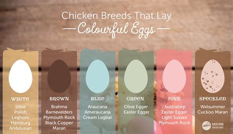 What Are The Best Type Of Chickens For Eggs at Nancy Johnson blog