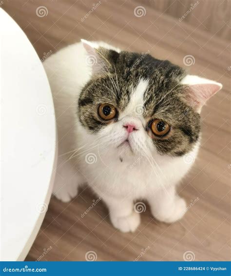 Flat Face Cat Breed Baby Exotic Shorthair Cats British Kitty Plumb Nose ...