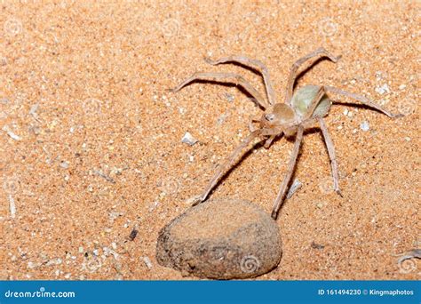 Desert Spider, Environmental Services Wolf Spiders Royalty-Free Stock Image | CartoonDealer.com ...