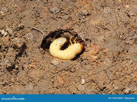 June Bug Larva Is On The Bark Of A Tree. Melolontha Is Shown Close-up ...