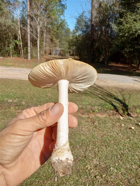 Amarita Muscaria (var. guessowii). Yellow Fly Agaric.12/16/22 Mobile co ...