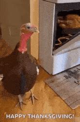 GIFs de Pavo | Tenor