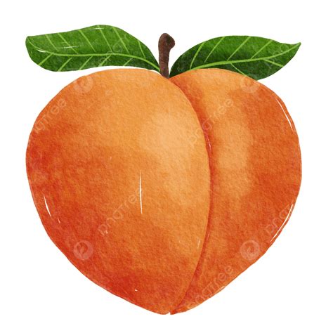 Watercolor Handdrawn Style Peach Fruit With Leaves Clipart, Watercolor ...