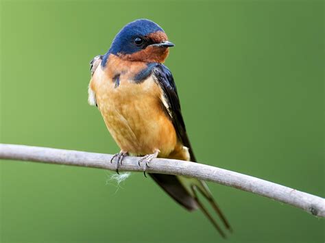 Barn Swallow - NestWatch