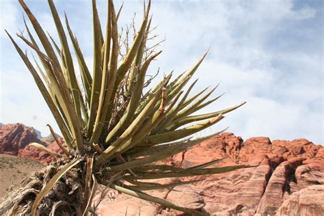Desert Plants Names
