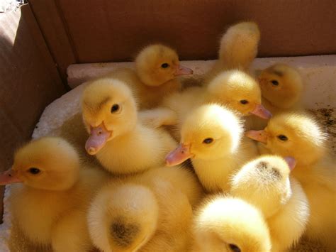 pet duck cute duckling duck portrait funny animal picture cute animal ...