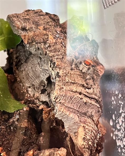My new pet Phiddipus Regius! Her name is Regal! Nicknames include: Reegs, Baby Girl, Baby ...