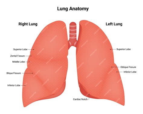 Lung anatomy right lung and left lung superior lobe zontal fissure middle lobe blique fissure ...
