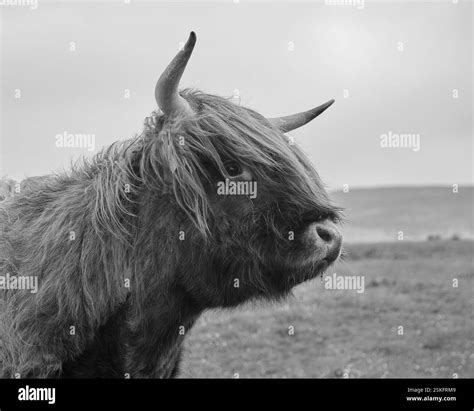 Hairy hi-res stock photography and images - Alamy