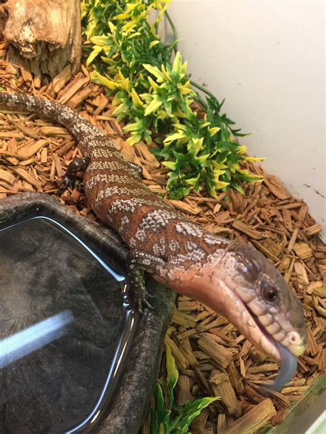 Reptiles And Amphibians As Pets