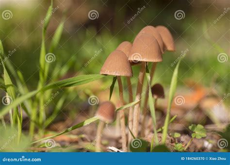 Coprinellus Micaceus- Mica Cap Stock Photo - Image of strait, micaceus: 184260370