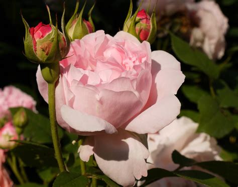 Roses, Pink color, Flower-bud, HD Wallpaper | Rare Gallery