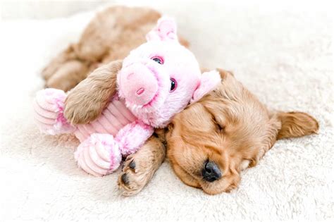 The Runt of the Litter: Definition, Facts, Health, Care & FAQs