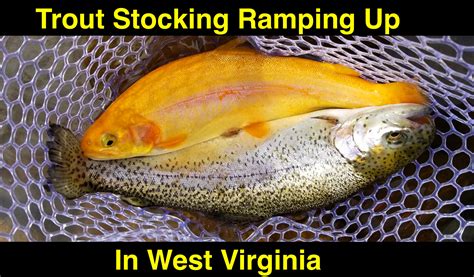 West Virginia Ramping Up Trout Stocking - Pautzke Bait Co