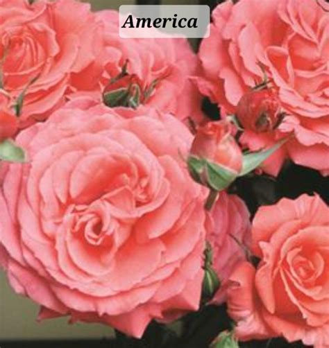 Last Ones America Climbing Rose 1 One Gallon SMALL and LIGHTLY ROOTED ...