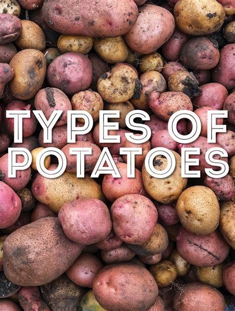Types Of Potatoes What Are Early, Mid, And Late Season Potatoes?