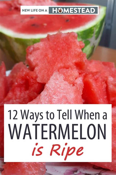 12 Ways to Tell When a Watermelon is Ripe