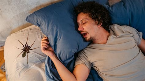 Debunking: Do We Really Swallow Spiders in our Sleep? | Britannica