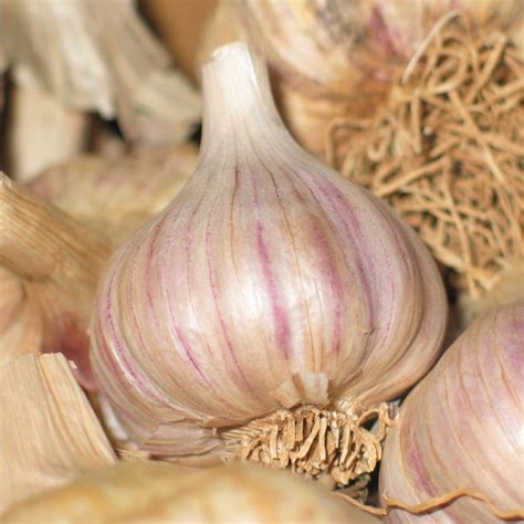 Kids Mullein Garlic Oil External Use | Herb Pharm