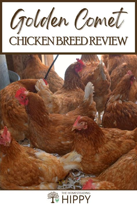 The Golden Comet Chicken Breed - What You Need to Know