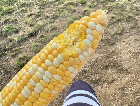 Lizbeth Eden | Spaceship camping 🚀 | Instagram