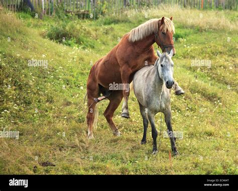 Mare and stallion mating hi-res stock photography and images - Alamy