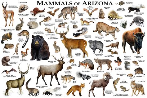 Animals In Arizona