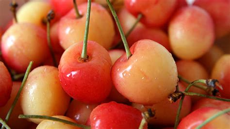 49 Fruits That Starts With Q – A Complete List of Unique Picks - Meredith Plays