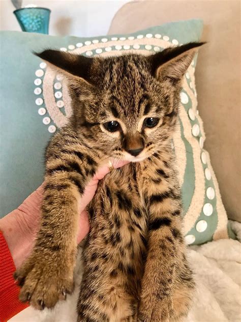 F2, F3 Savannah cats for sale‼️