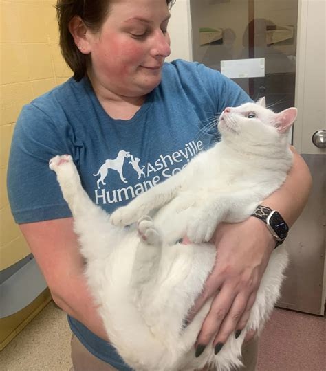 ASHEVILLE HUMANE SOCIETY ABORDARÁ LA FALTA DE ATENCIÓN VETERINARIA ...