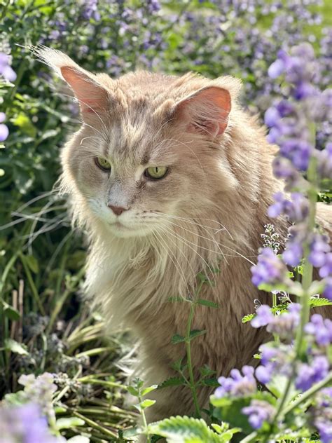 Red bumps around ears and face - is this an allergy? : r/catcare