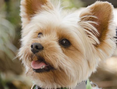 Yorkshire Terrier (Yorkie): Breed Characteristics & Care