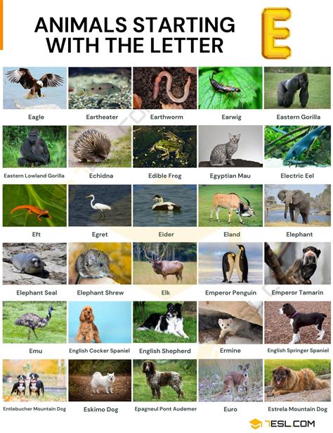 87 Animals That Start With E (With Pictures & Facts) • 7ESL