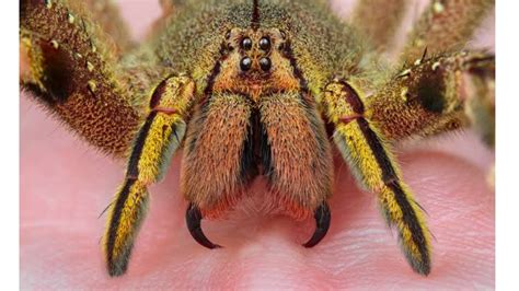 What Kind Of Spider Is Dangerous at George Tarenorerer blog
