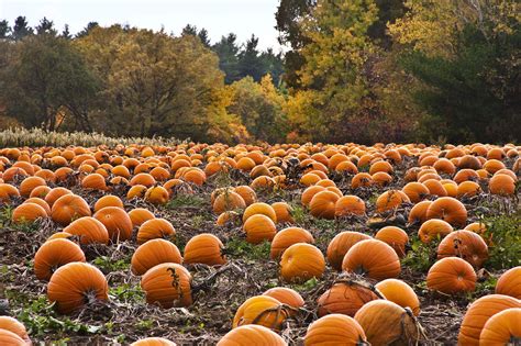 Pumpkin Patch Wallpapers - Wallpaper Cave