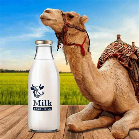 CAMEL MILK BENEFITS - UK Camel Milk Ltd