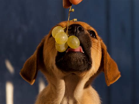 Can Dogs Eat Grapes