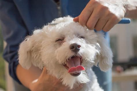 Full Service Dog Grooming-Chicago | House of Paws Grooming