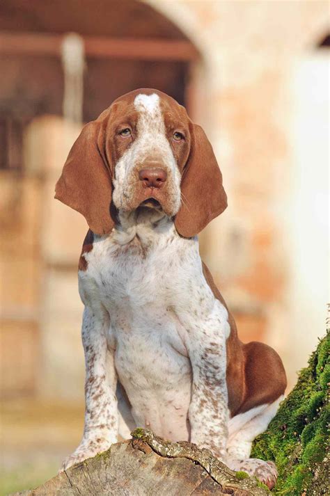 Bracco Italiano Dog Breed Information and Characteristics