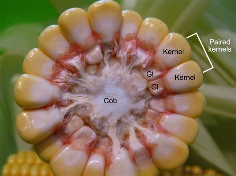 Maize morphology and anatomy | Earth@Home: Evolution