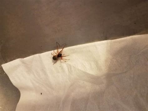 Trachelas tranquillus (Broad-faced Sac Spider) in Rochelle , Illinois ...