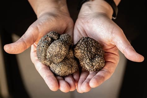 Truffle Habitats Uncovered: Discovering Where the Culinary Gems Thrive