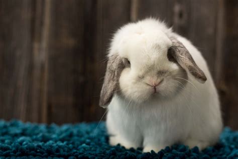 Rabbit Holland Lop